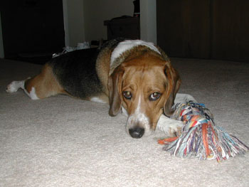Albert and His Rope Toy!