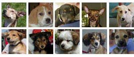 Save A Dog, Inc.