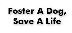 Foster A Dog, Save A Life