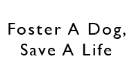 Foster A Dog, Save A Life