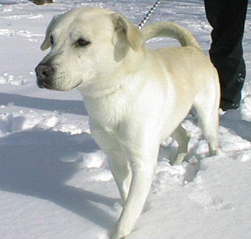 labbie