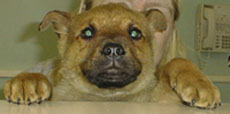 cacc-suespup