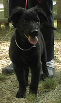 blcolliepup