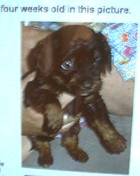 gypsy_pup
